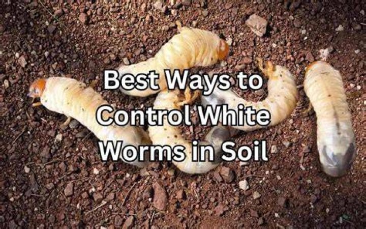 How are worms born in soil?