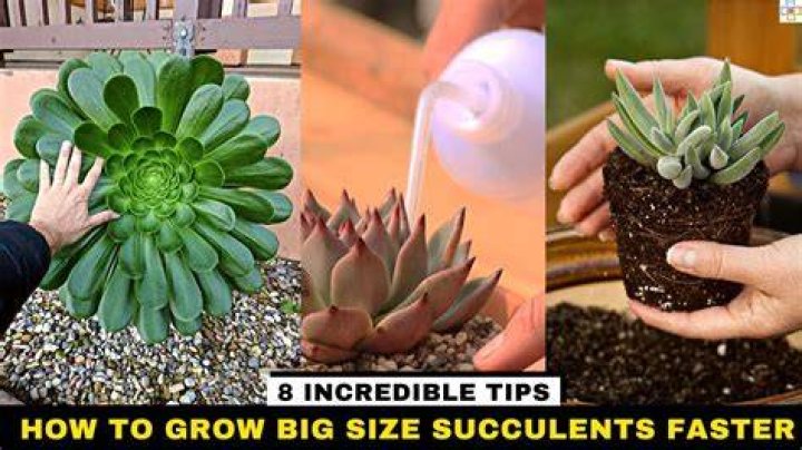 How can I make my succulents grow faster?