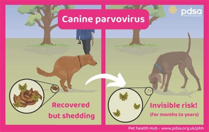How can you tell if a dog has parvo?