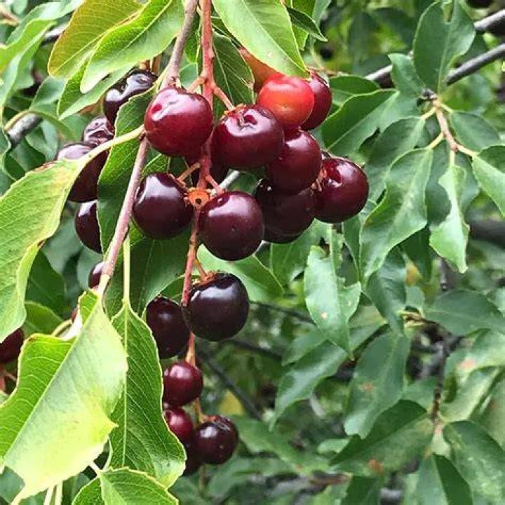 How can you tell the difference between black cherry and choke cherry?