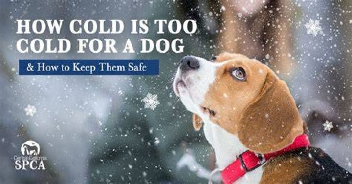 How cold is too cold for a dog?