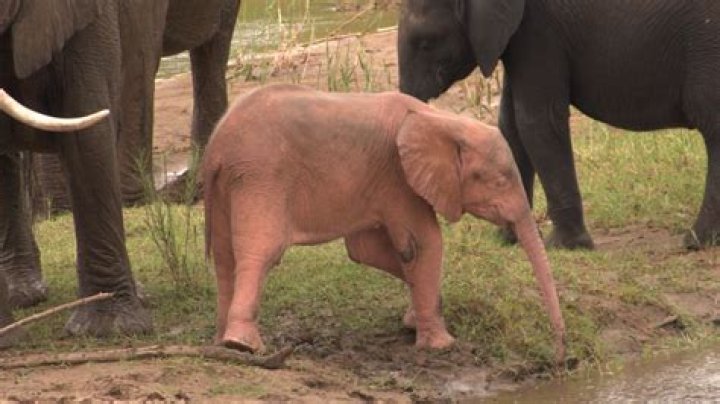 How did Mack get the baby elephant to come out of the truck?