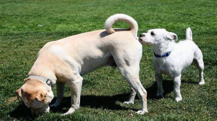 How dirty is dog's mouth?