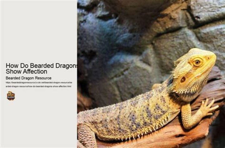 How do bearded dragons show affection?