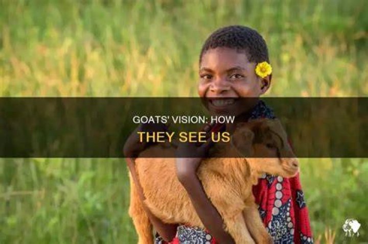 How do goats see humans?