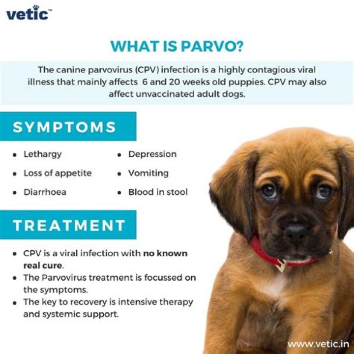 How do I decontaminate my yard from parvo?