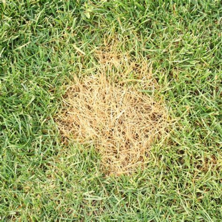 How do I fix yellow grass from dog urine?