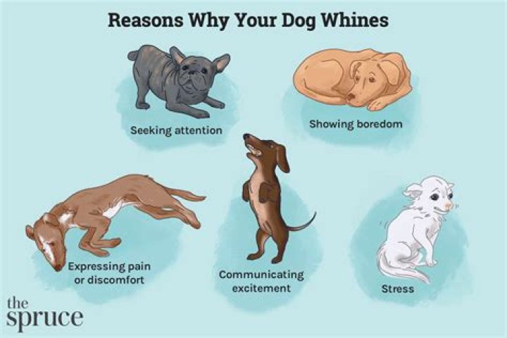 How do I get my dog to pee before bed?
