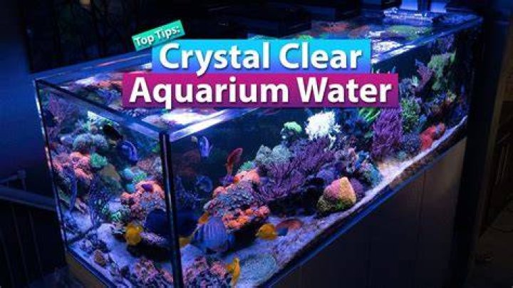 How do I get my fish tank water crystal clear?