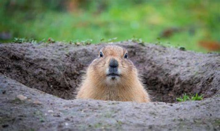 How do I get rid of animals around my house?