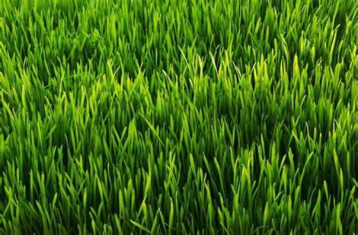 How do I get the greenest thickest lawn?