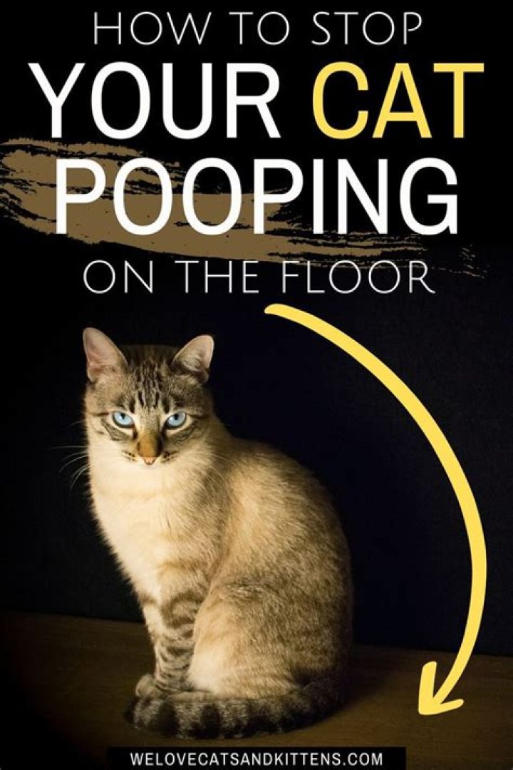How do I keep my neighbor's cat from pooping in my yard?