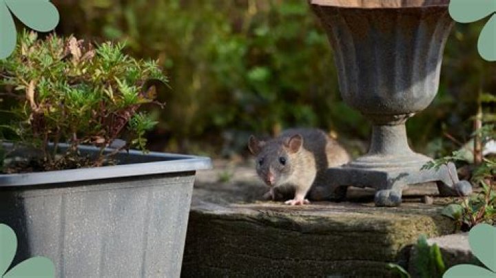 How do I keep rats out of my yard naturally?
