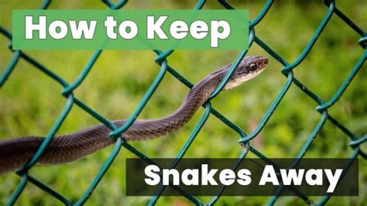 How do I keep snakes out of my rock wall?