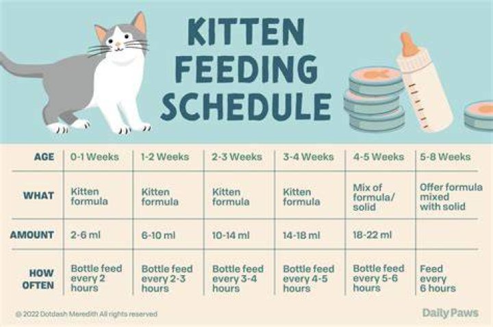 How do I know if I'm feeding my dog enough?