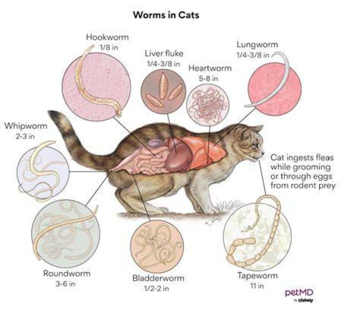 How do I know if my cat is bonded to me?