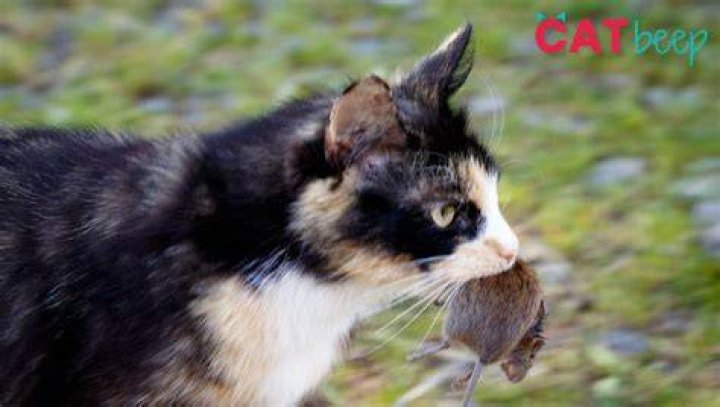 How do I stop my cat from bringing home dead animals?