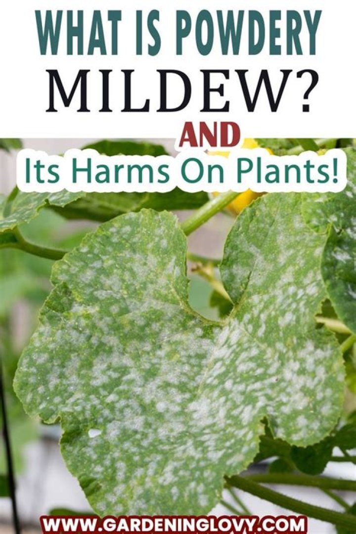 How do plants get powdery mildew?