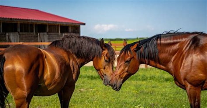 How do you break a horse?