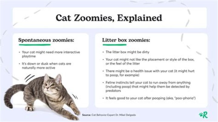 How do you calm a cat in Zoomies?