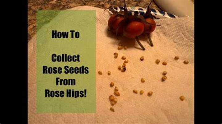 How do you extract seeds from roses?