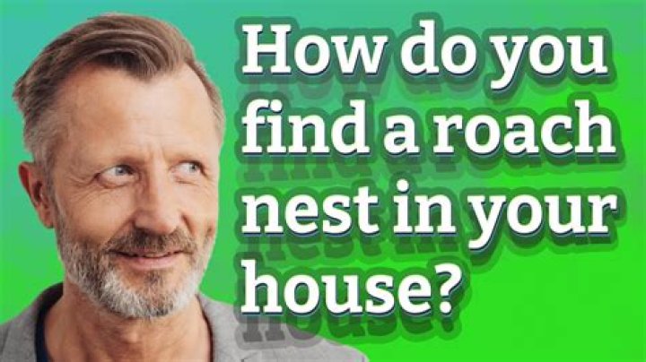 How do you find a roach nest?