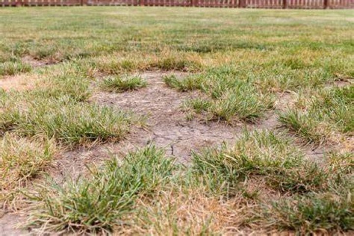 How do you get grass to spread to bare spots?