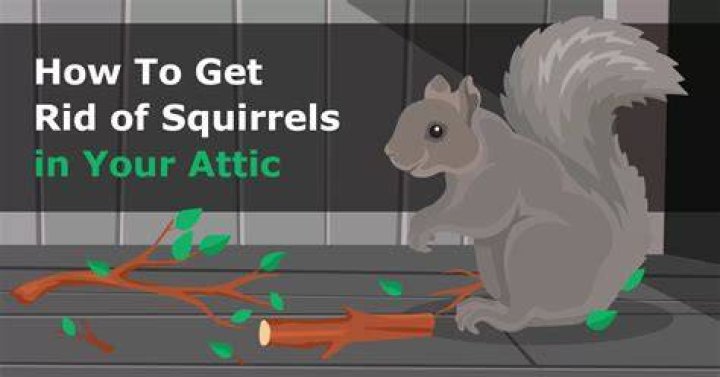 How do you get rid of squirrels outside?