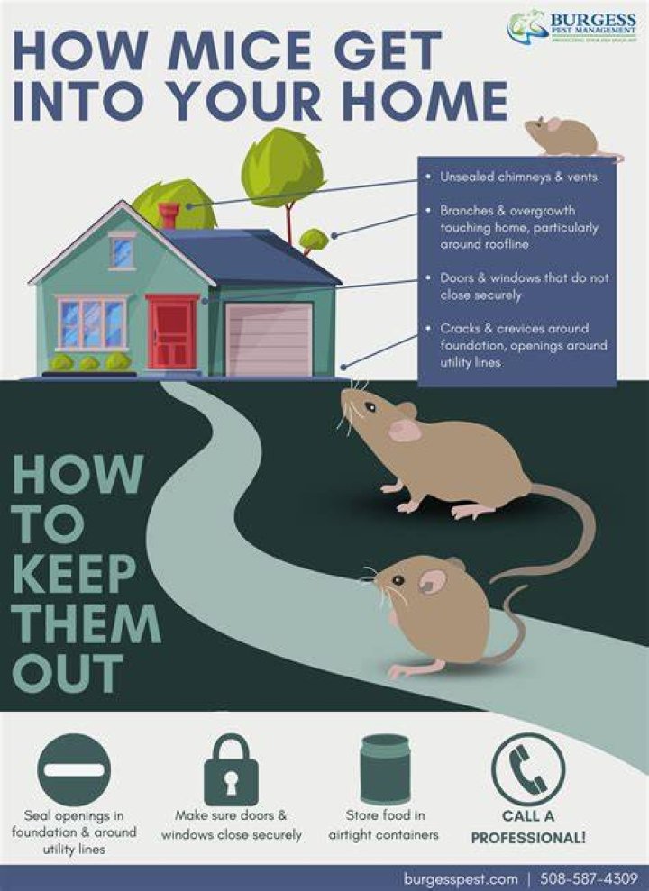 How do you keep mice from getting in your house?