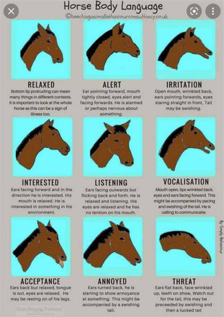 How do you know if a horse is scared?
