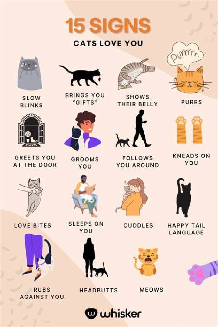 How do you know if a kitten has chosen you?