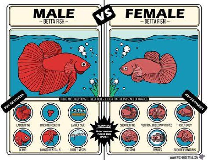 How do you know if fish are mating?