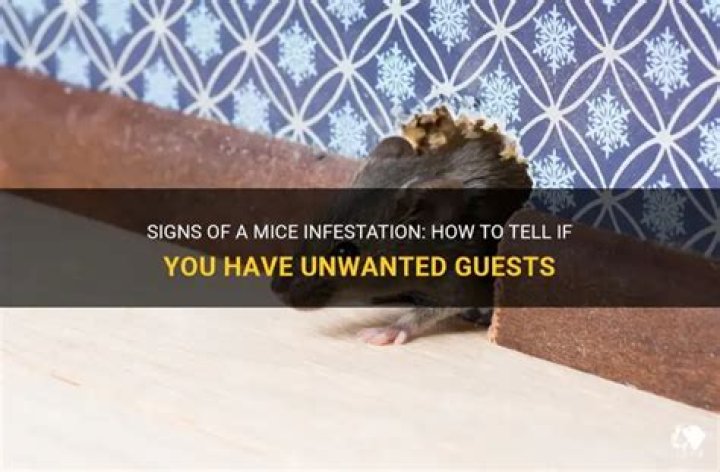 How do you know if you have a mice infestation?