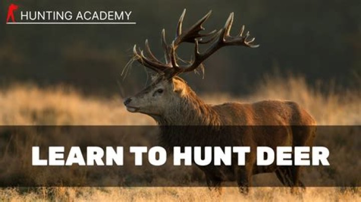 How do you quietly stalk a deer?