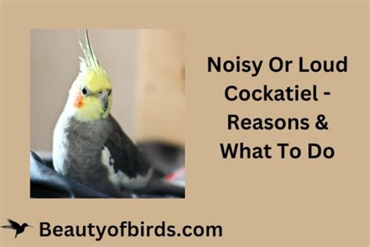 How do you read a cockatiel gesture?