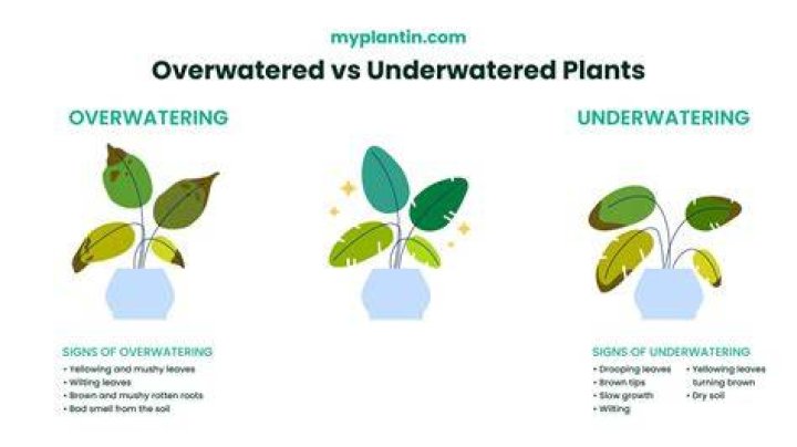 How do you reverse overwatering?