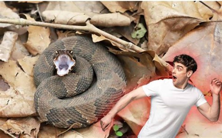 How do you rewarm a snake?