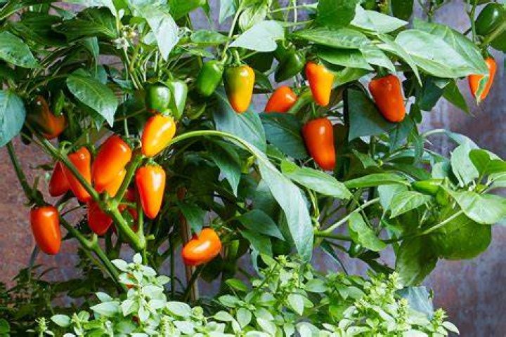 How do you start a pepper plant from a pepper plant?