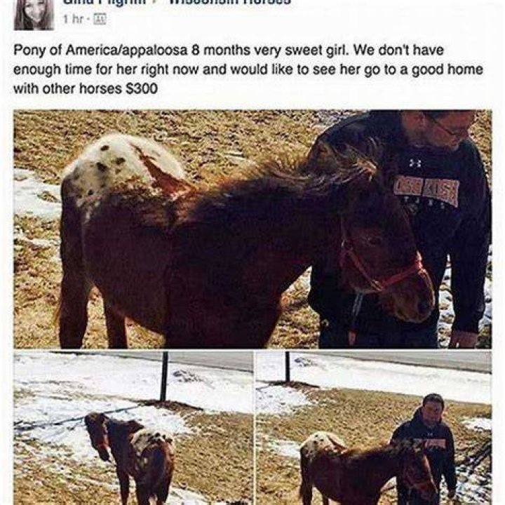 How do you stop a horse from bucking?