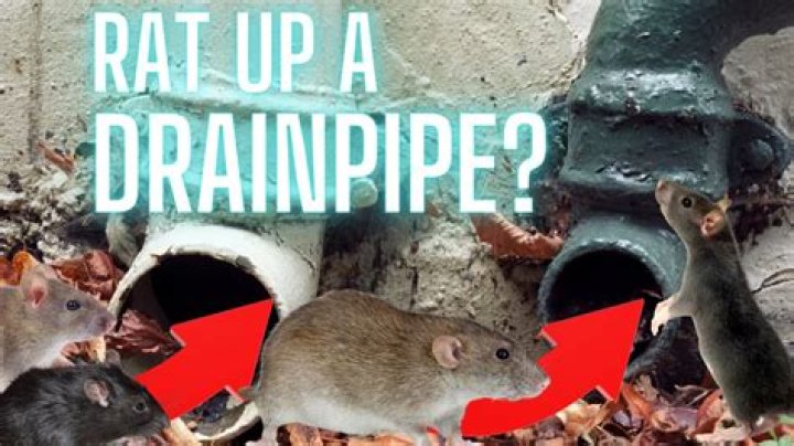 How do you stop mice getting up drain pipes?