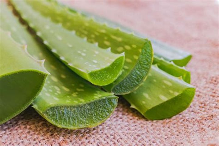 How do you store aloe vera leaves?
