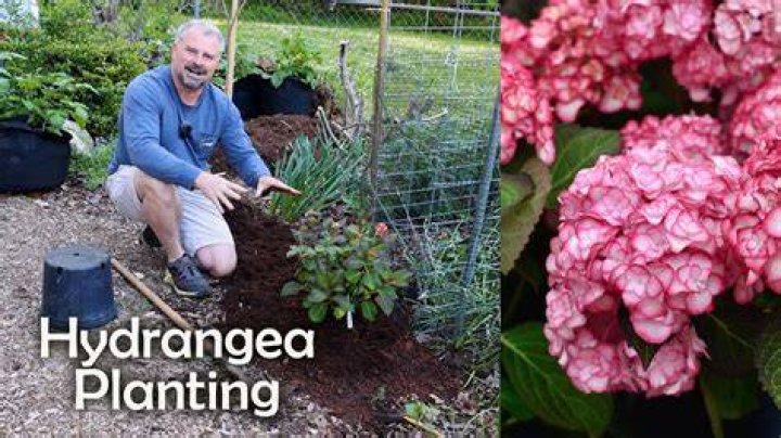 How do you take care of hydrangeas in the summer?