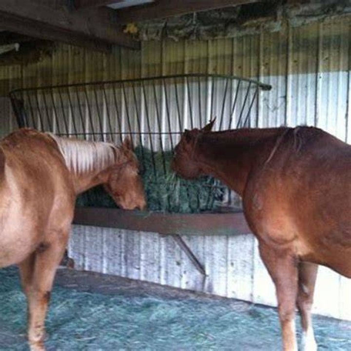 How do you tell if a horse has worms?