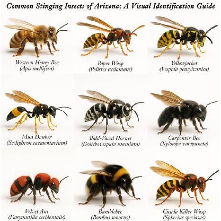 How do you tell if bees are in your walls?