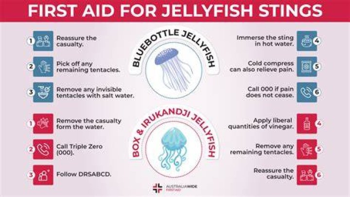 How does wearing pantyhose protect swimmers from box jellyfish?