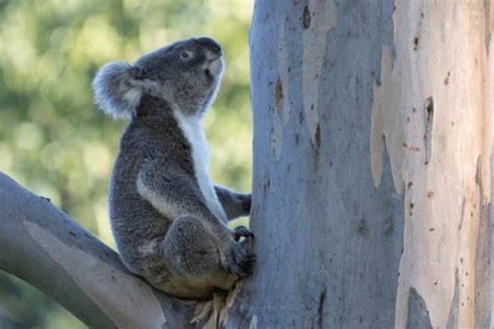 How dumb are koalas?