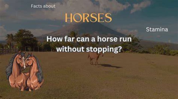 How far can a horse run without stopping?