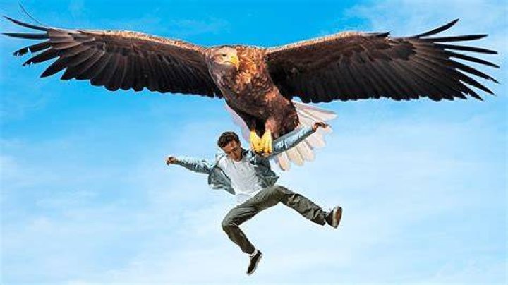 How heavy can an eagle lift?