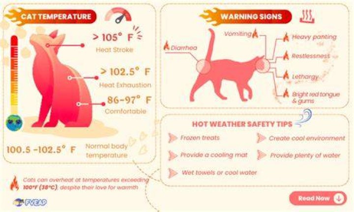 How hot can cats handle?