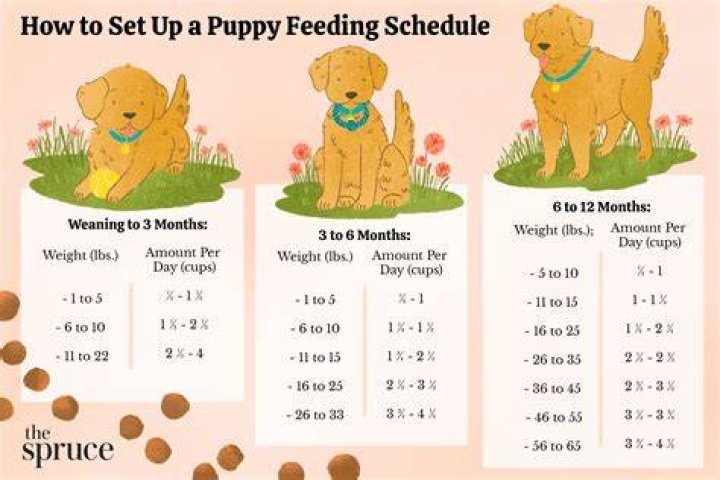 How long can a 3 month old puppy hold pee at night?